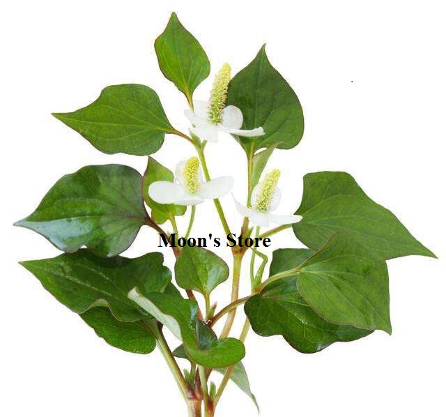 Bột rau diếp cá nguyên chất (dùng uống hoặc đắp mặt nạ)