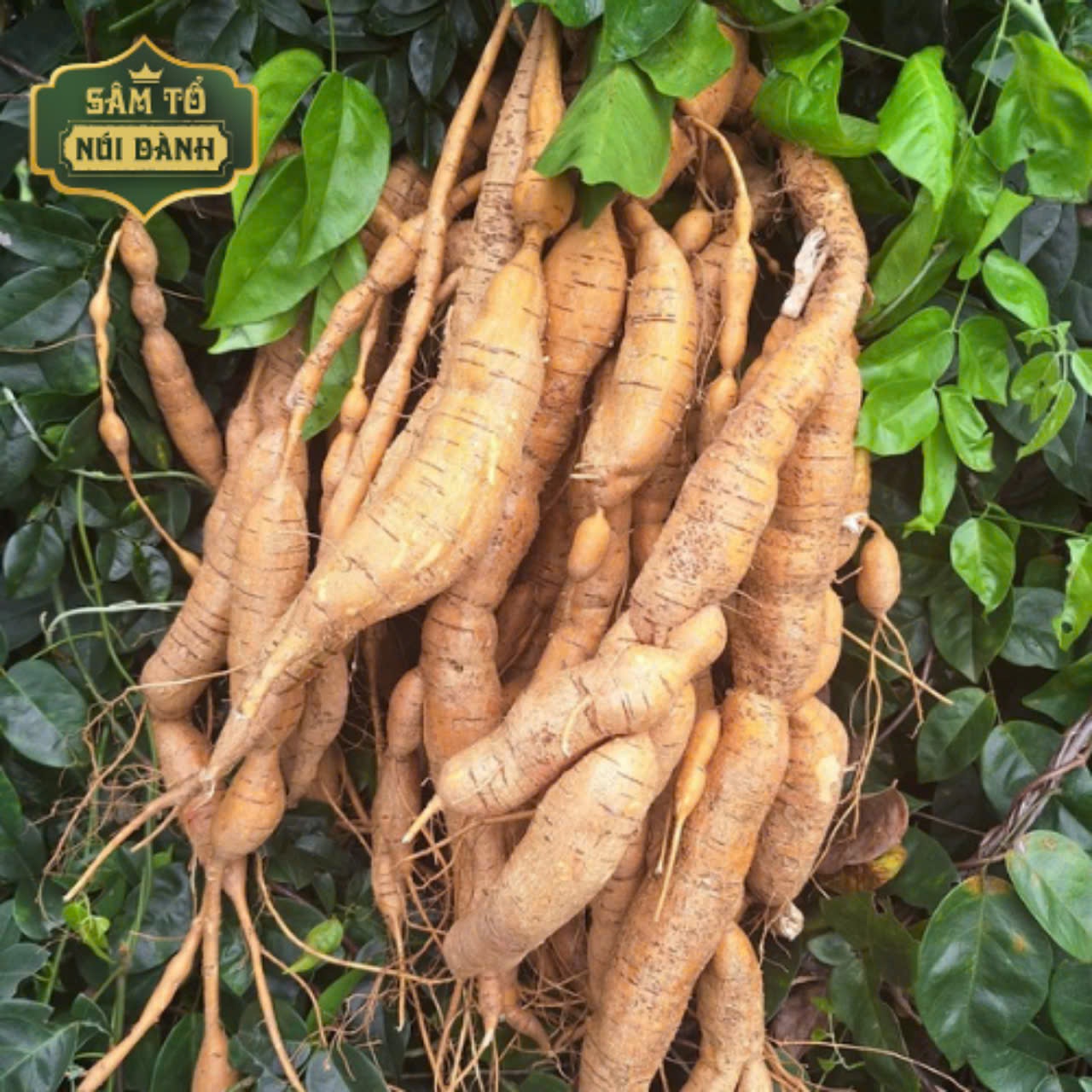 Củ Sâm Nam núi Dành 7 năm tuổi tươi 1kg - Sâm Tổ núi Dành