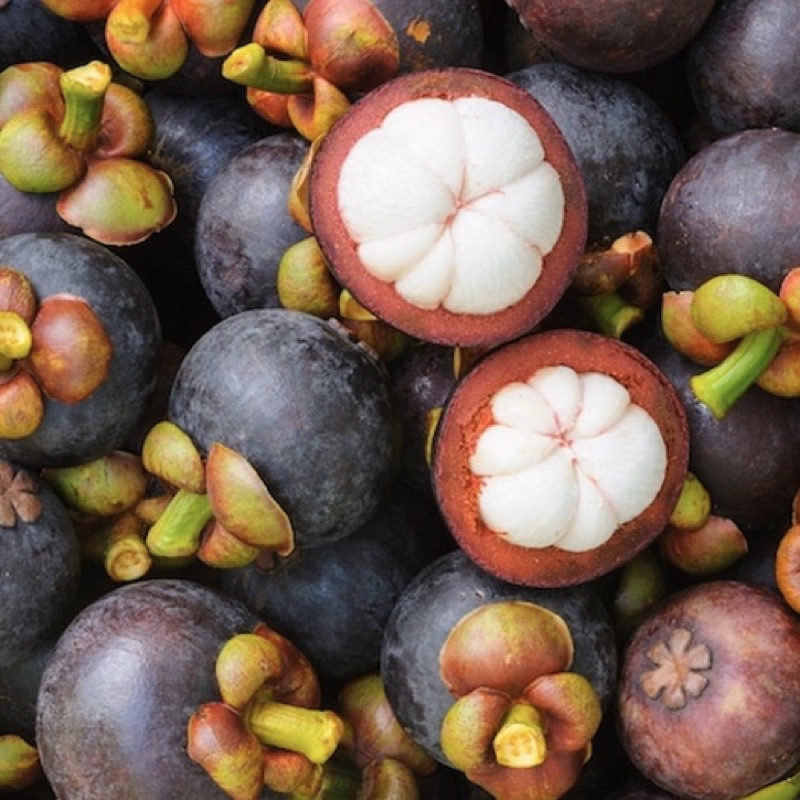 Cây măng cụt giống
