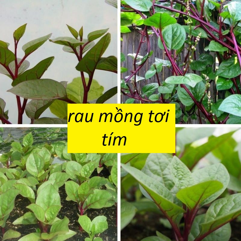 Hạt giống rau mồng tơi tím thái lan -gói 1 gram(tặng kèm phân bón)