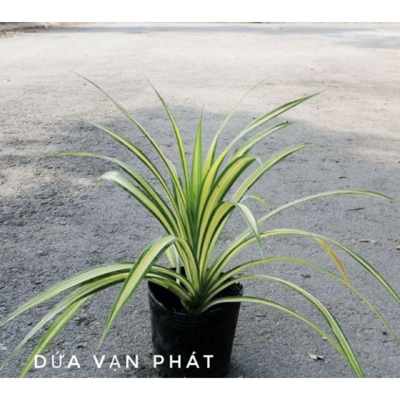 Cây dứa Thái, dứa vạn phát trồng thuỷ sinh được