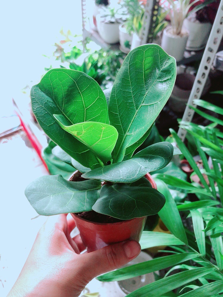 Cây Bàng Singapore Cao 20cm