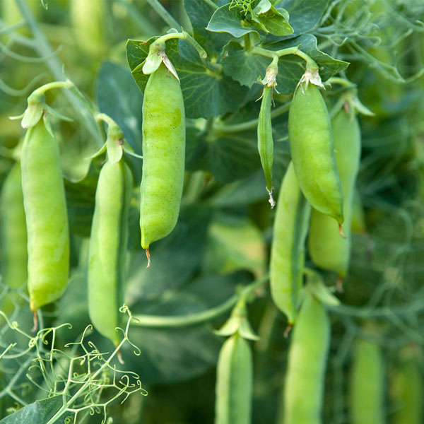 Hạt giống đậu Hà Lan Italy PSV24 | Phởms Market