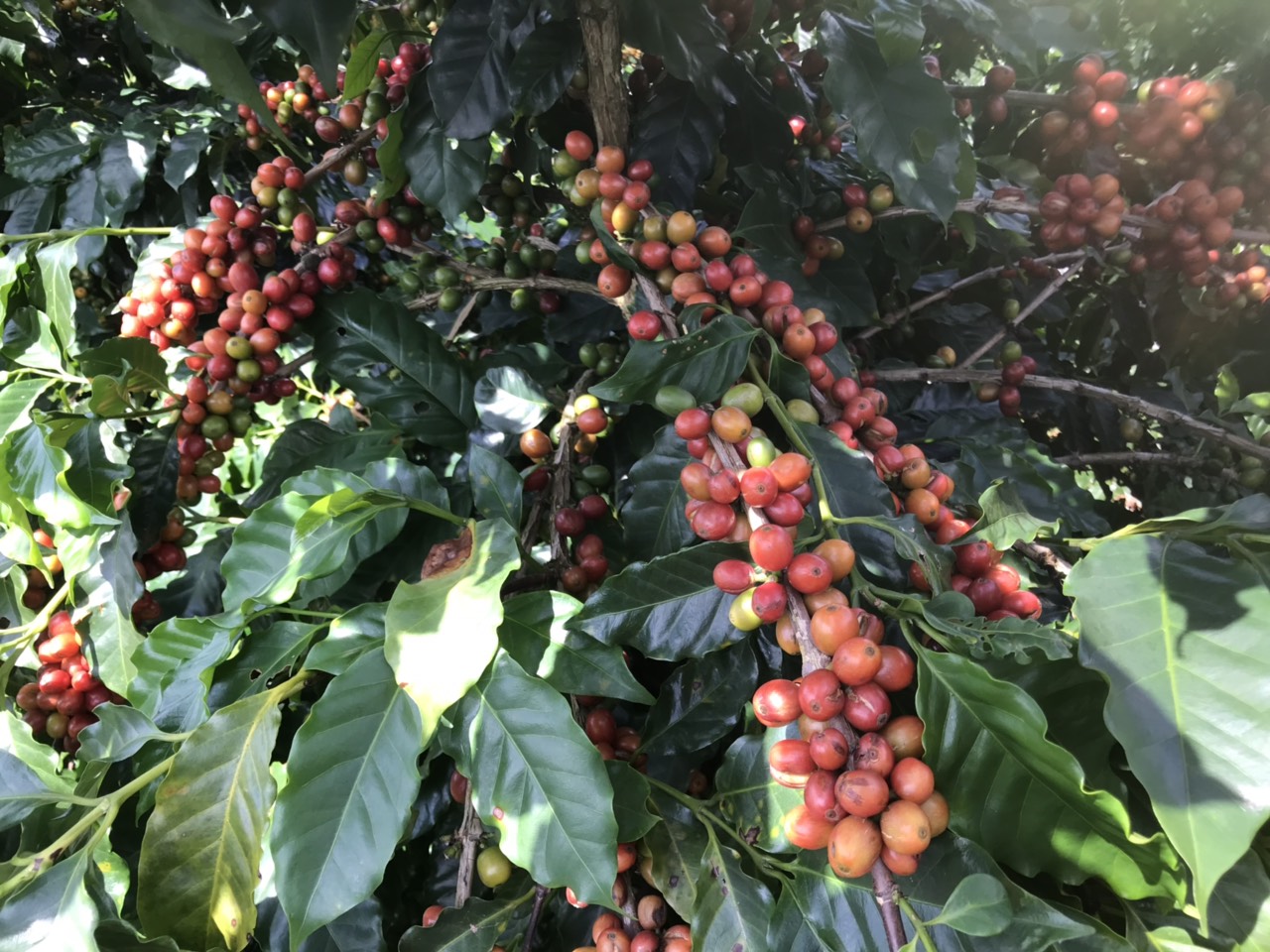Cà Phê Nguyên Chất Baka - Epresso
