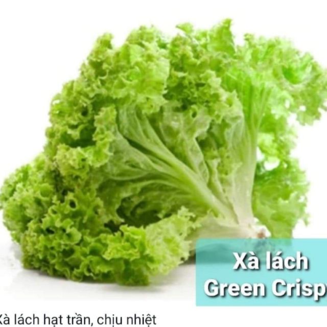 Hũ 1gr xà lách nhập mỹ hạt trần green crispy chịu nhiệt tốt