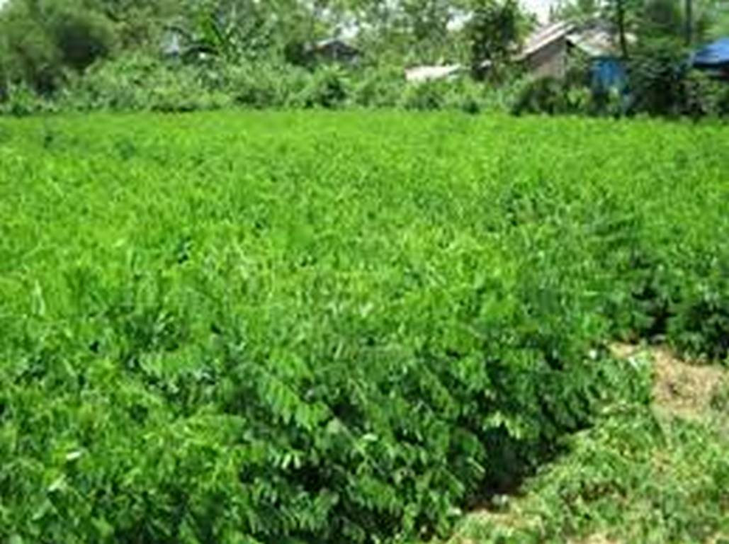Hạt Rau Bồ Ngót - Gói 1 Gram