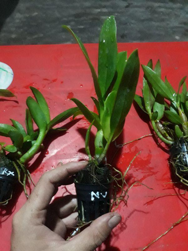 combo 9 loại denro nắng