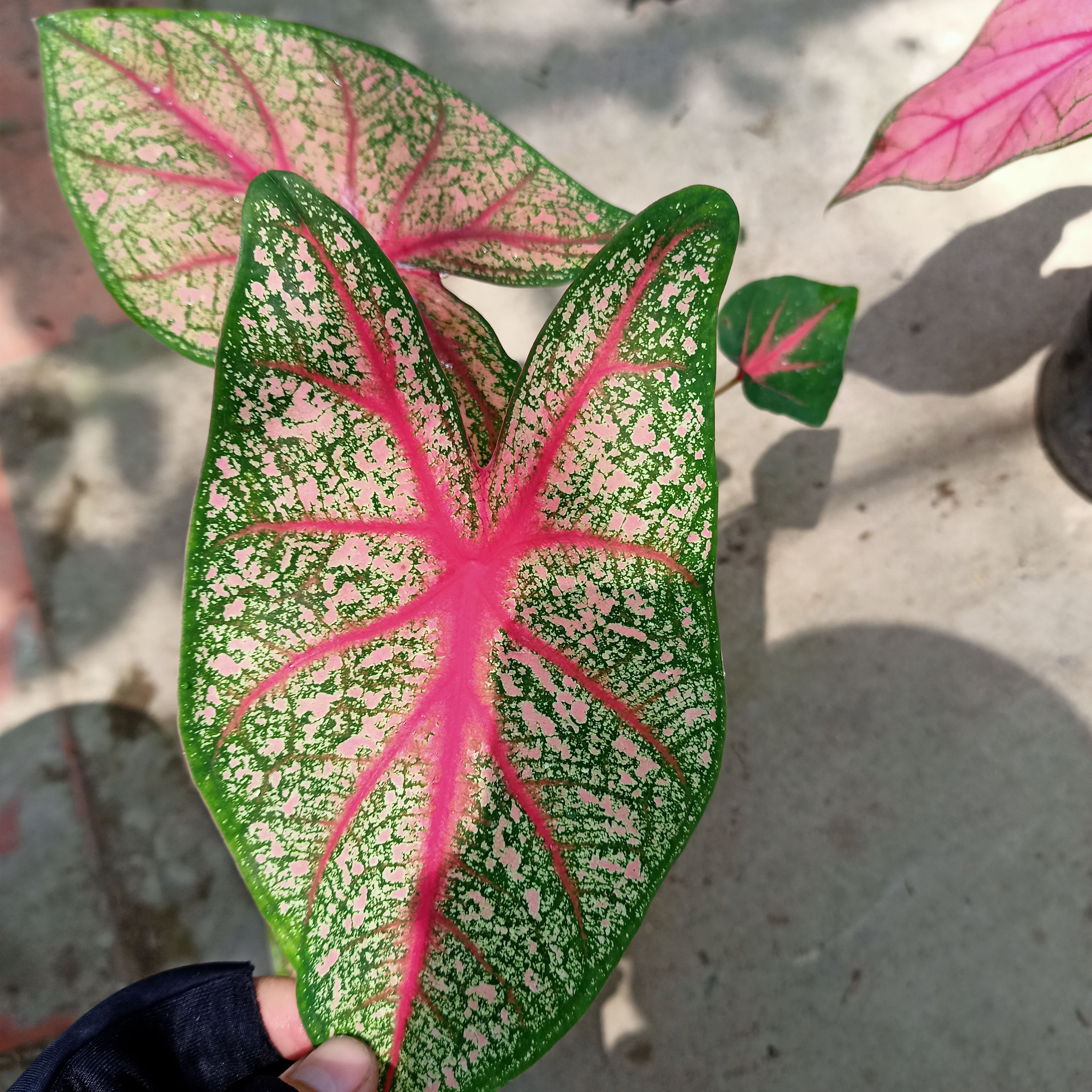 Chậu cây môn kiểng- Caladium bicolor angle wings - Summer Garden