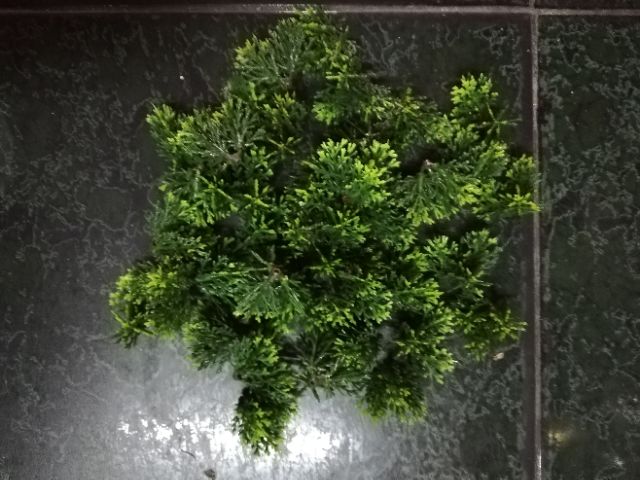 Lá nhựa ghép cây bonsai