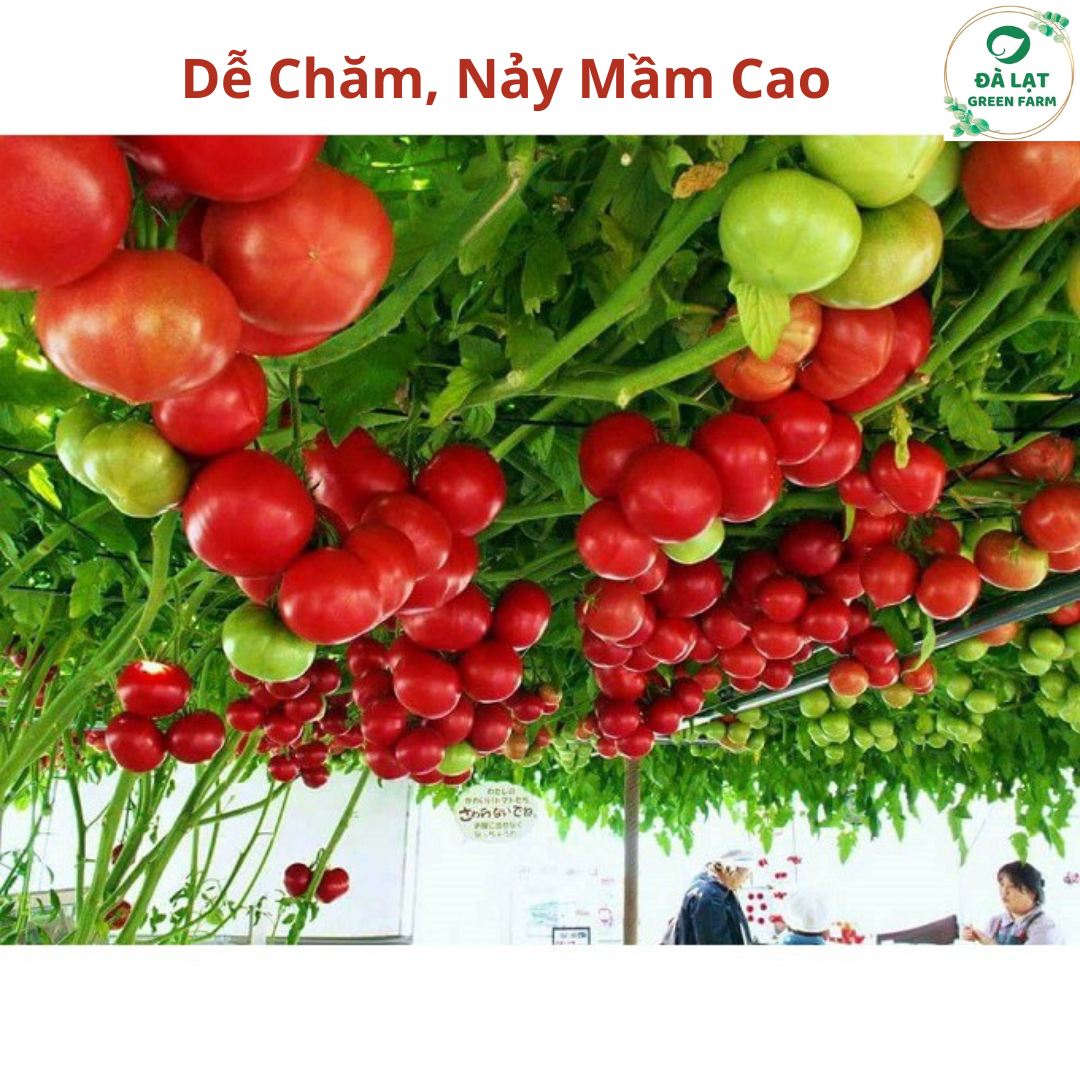 1K_Hạt Giống Hoa cúc Công Chúa