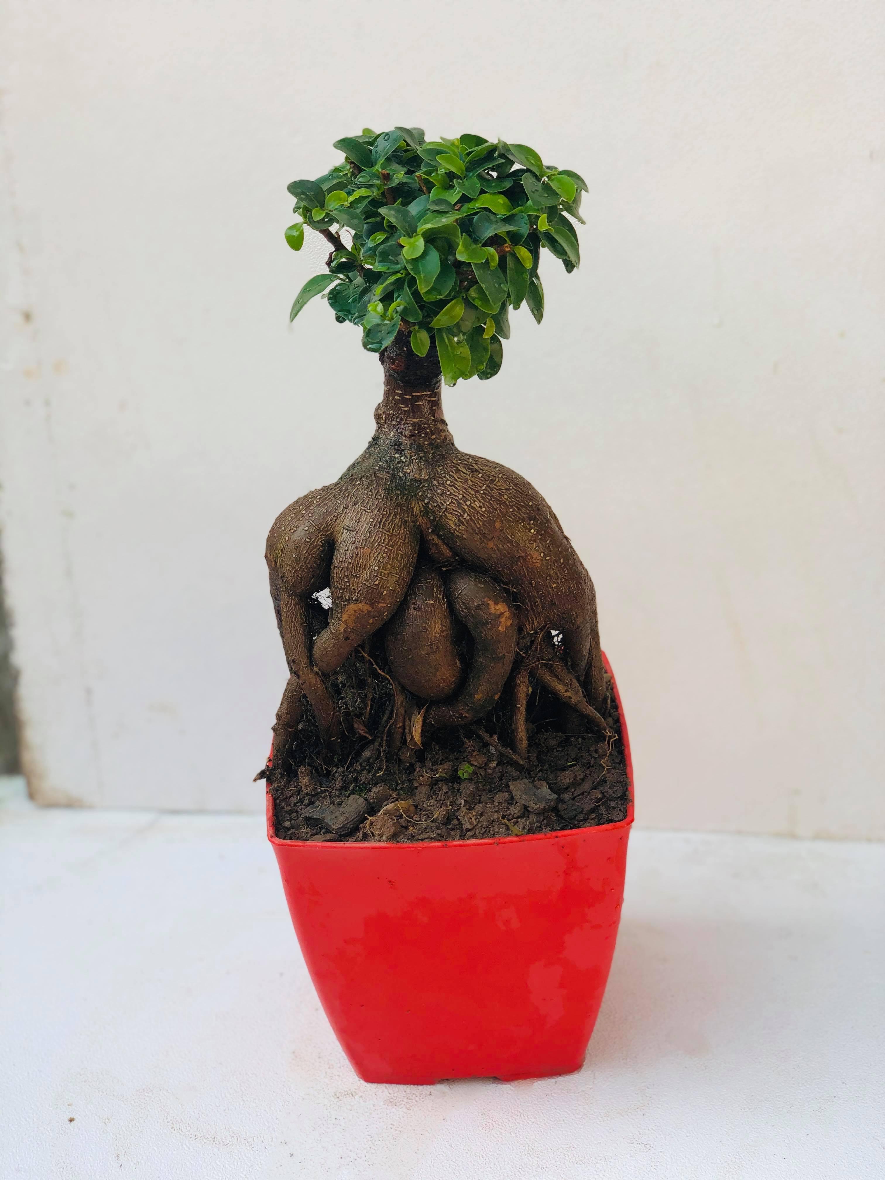 Cây bonsai si nhật