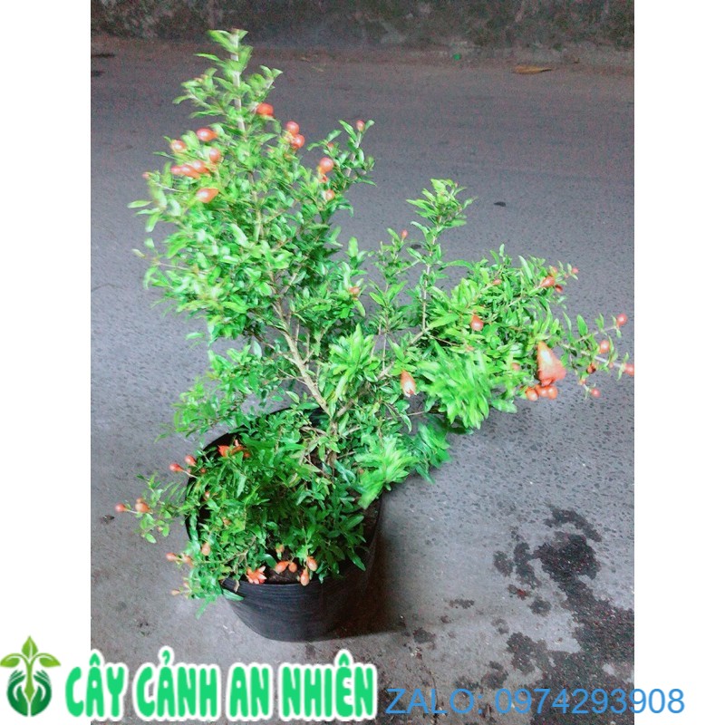 Cây lựu có sẵn bông