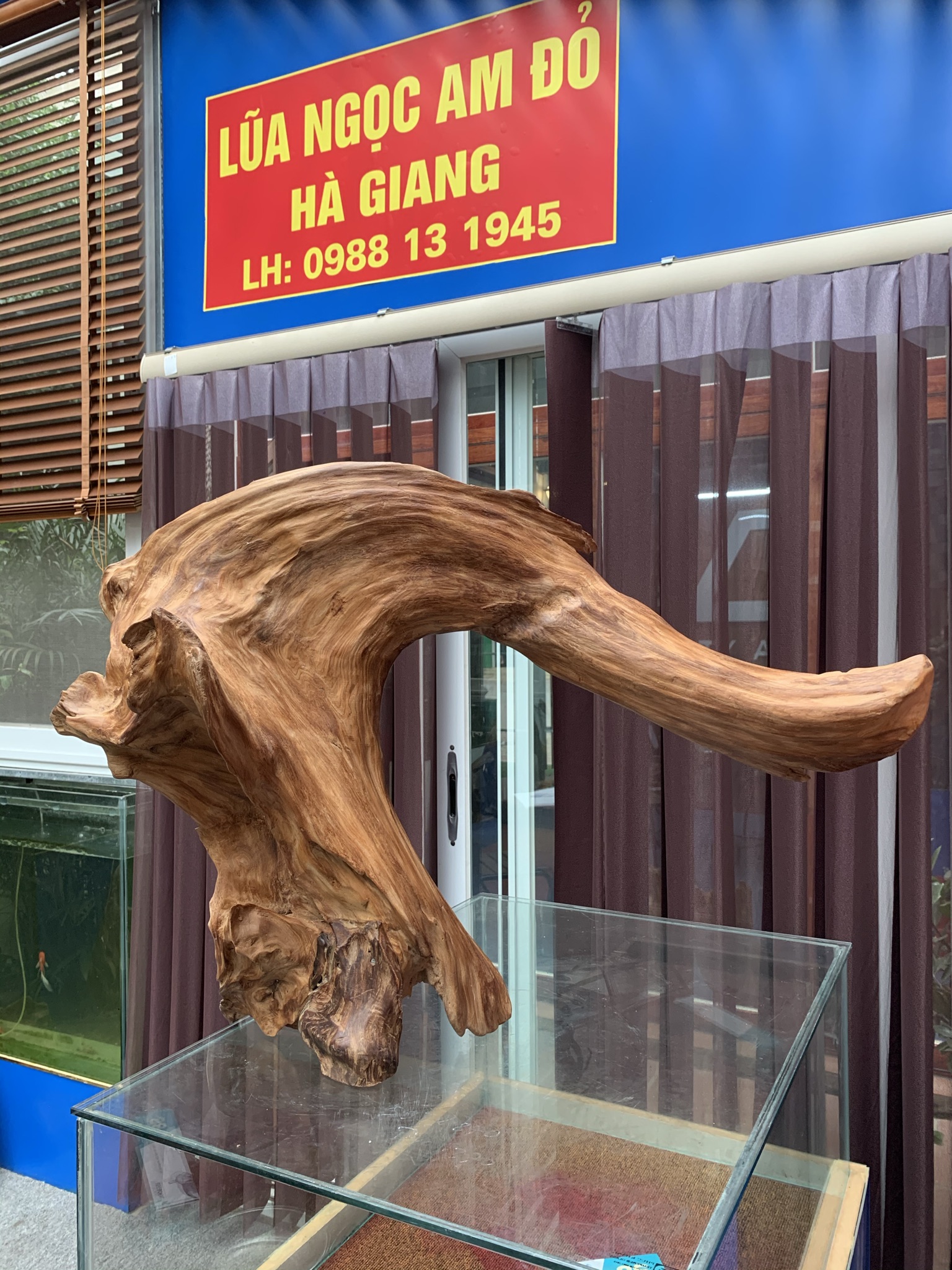 Lũa Ngọc am đỏ Hà Giang
