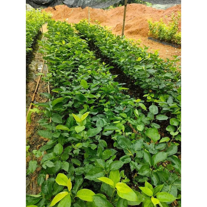 cây giống LÊ ĐỎ NAM PHI cây ghép