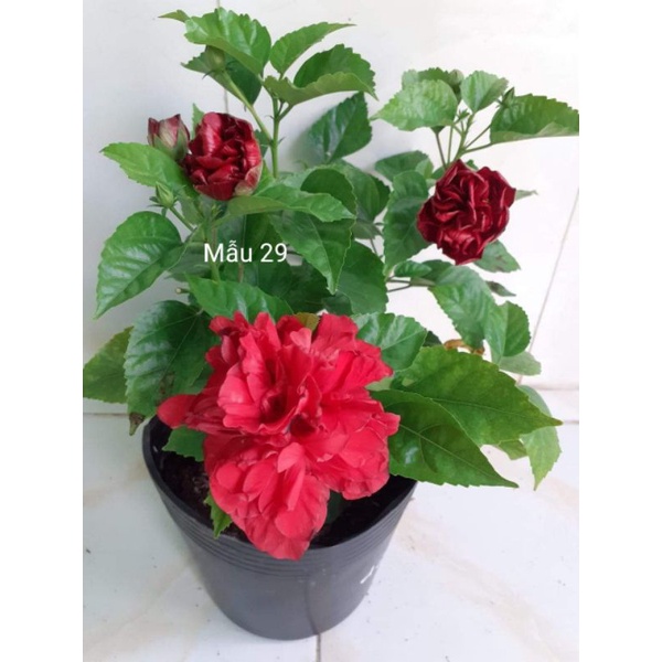 Cây râm bụt đang nụ