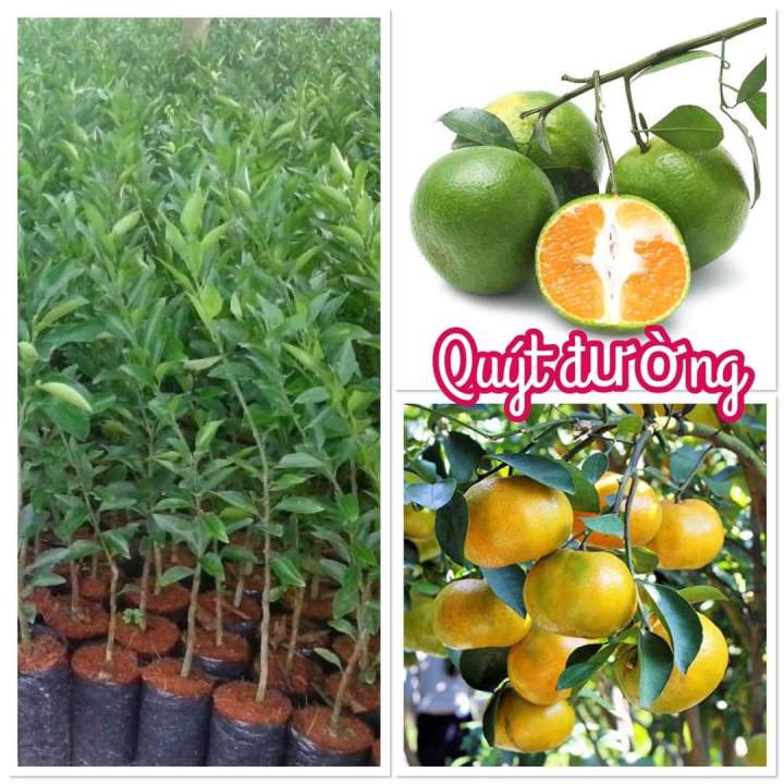 Cây Quýt đường ( quýt ngọt)