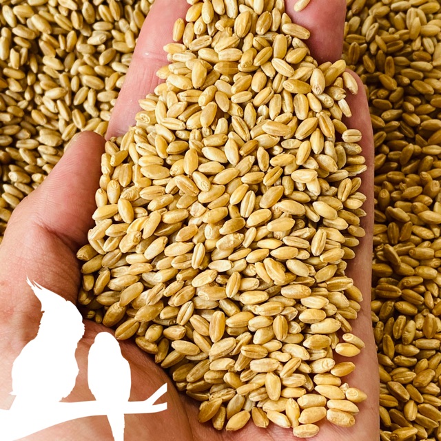 HẠT LÚA MÌ( LÚA MẠCH)