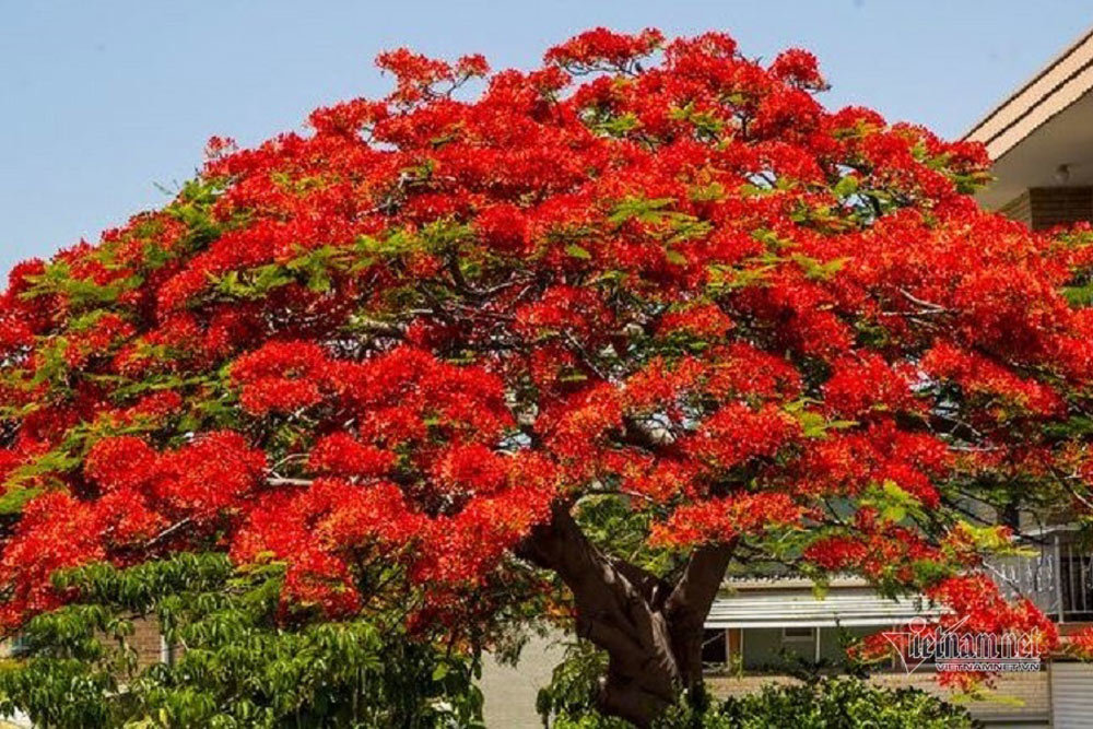 CÂY GIỐNG CÂY HOA PHƯỢNG ĐỎ ( HOA PHƯỢNG VỸ ĐỎ)