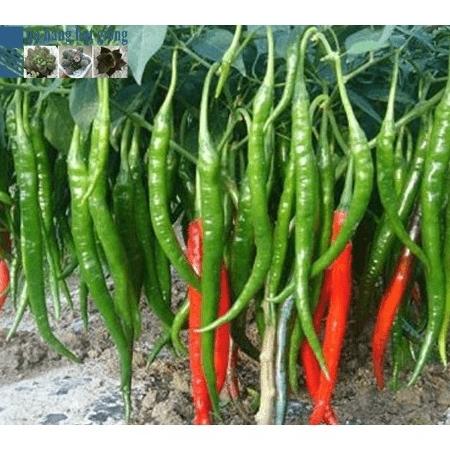 2kg npk 20.20.15+te đầu trâu