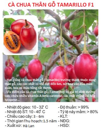" Gói 10 "Hạt Giống Cà Chua Thân Gỗ Tamarillo [Seeds]