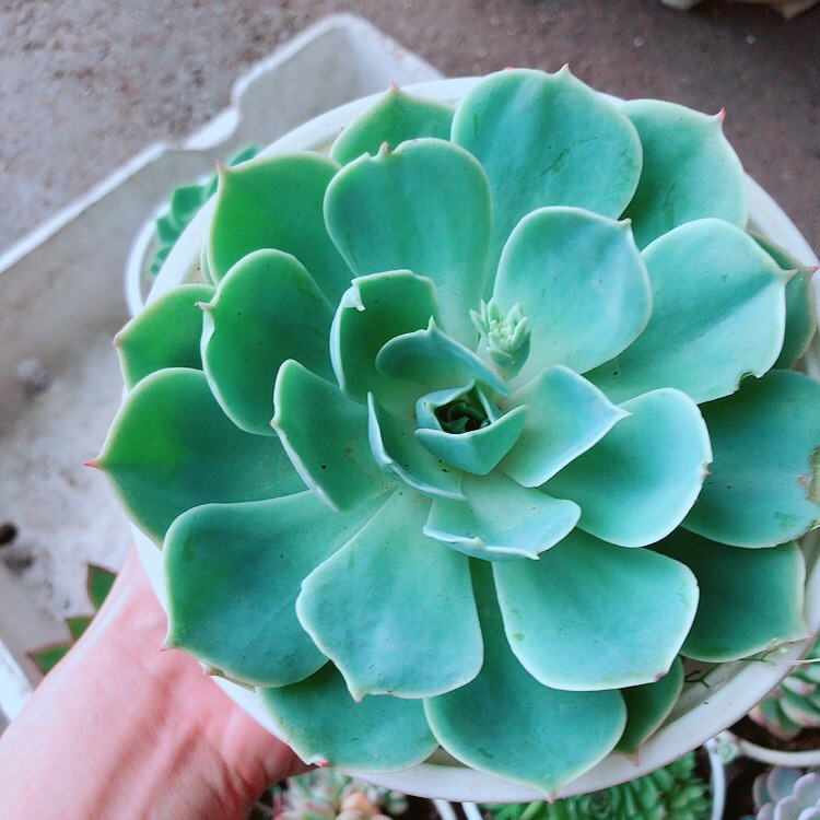 Sen đá xanh đất size lớn