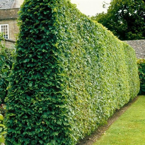 [10 packs] - Green fence vines seeds