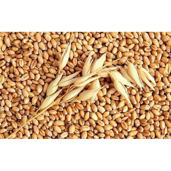 1kg Hạt giống cỏ lúa mì/lúa mạch