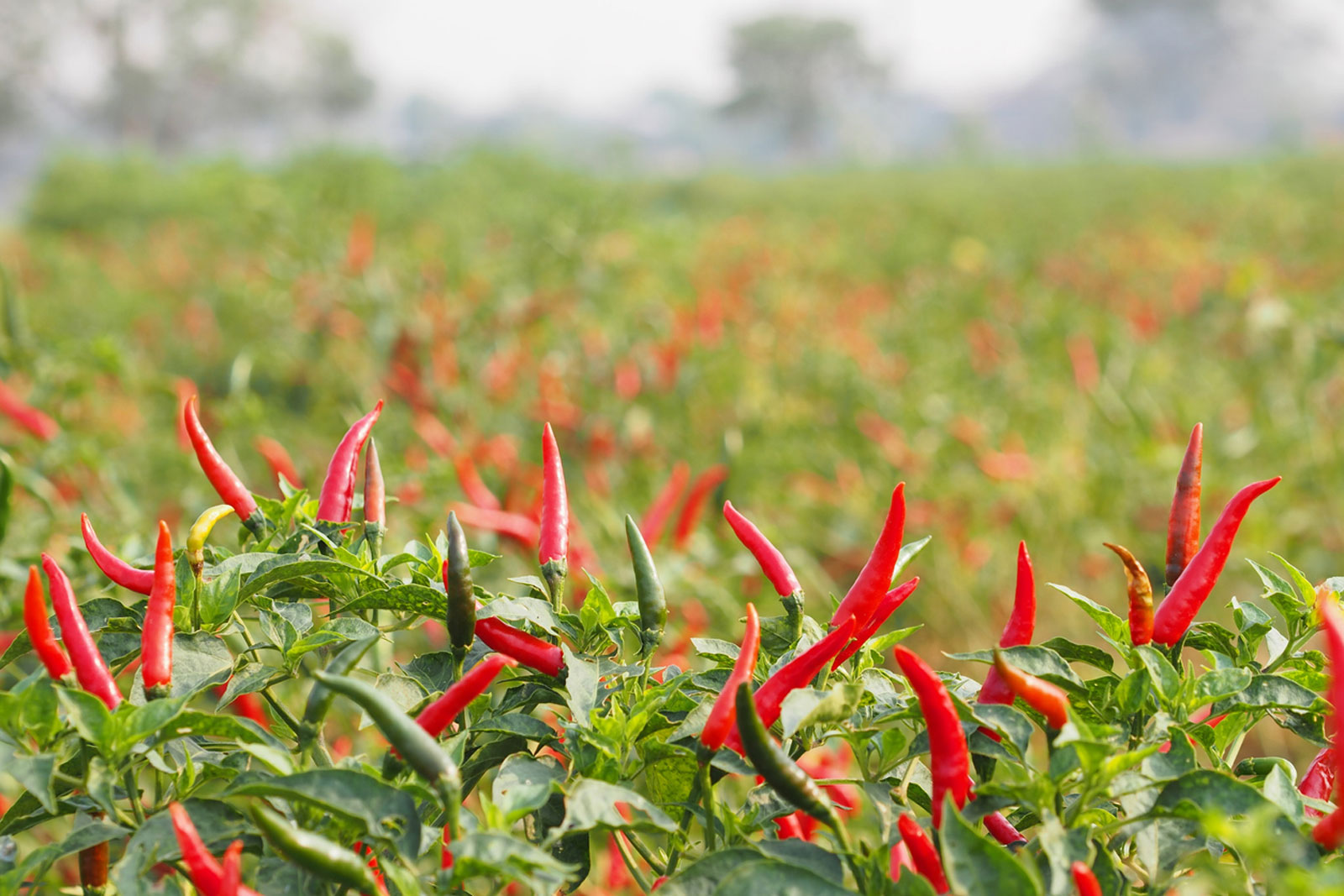 Gói 1 gam hạt giống cây Ớt Cay Chilli