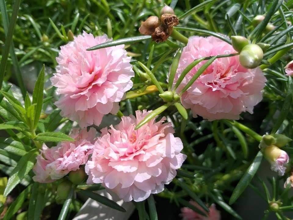 Hạt giống hoa mười giờ