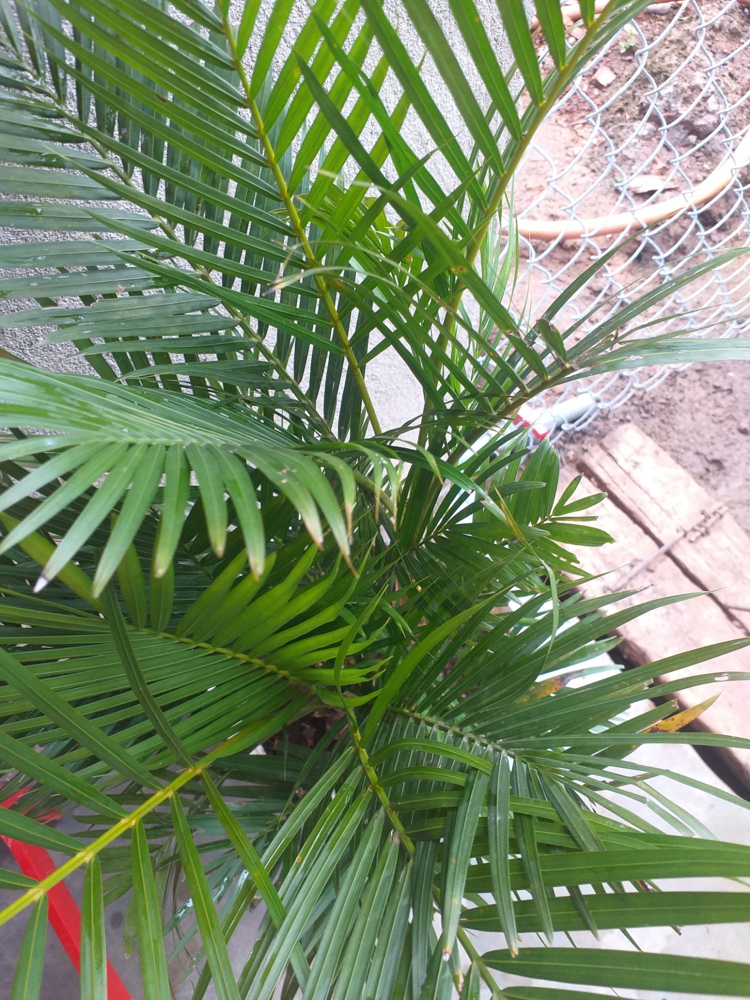 cây dừa kiểng size lớn