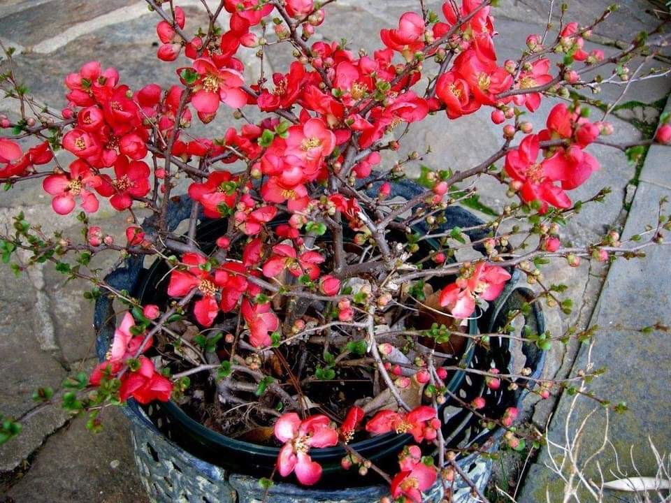 (MỚI) Cây mai đỏ nhật bản có hoa vào tết