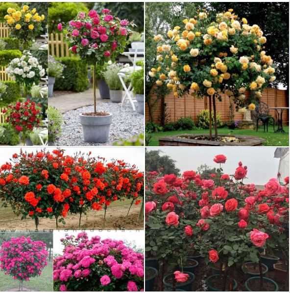 Combo 3 gói hạt giống hoa hồng các loại ( hồng leo + hồng tỉ muội + hồng thân gỗ )
