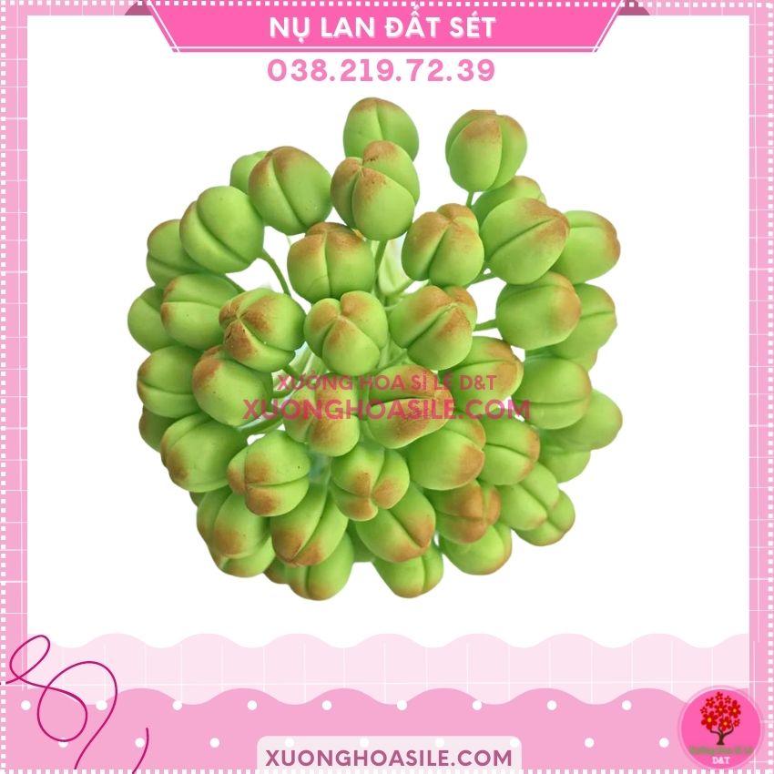 [HCM]NỤ LAN HỒ ĐIỆP ( 50 NỤ), NỤ LAN ĐẤT SÉT