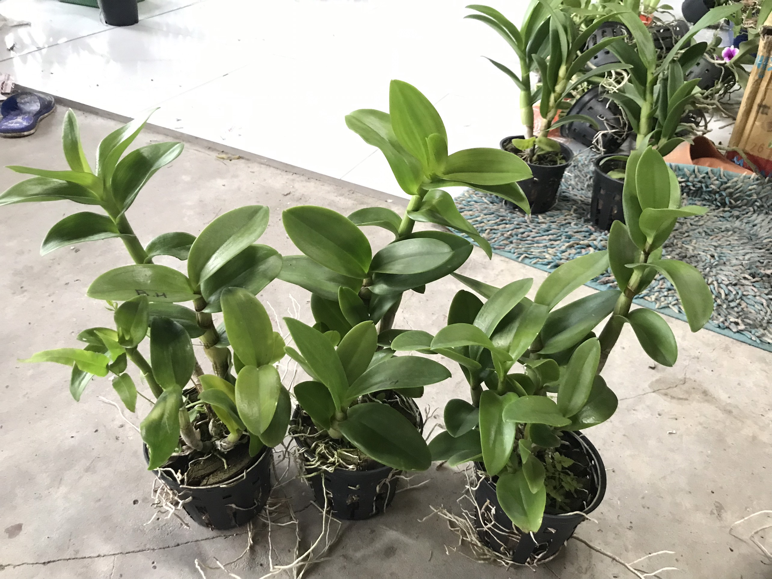 Hoa lan denro bò hồng