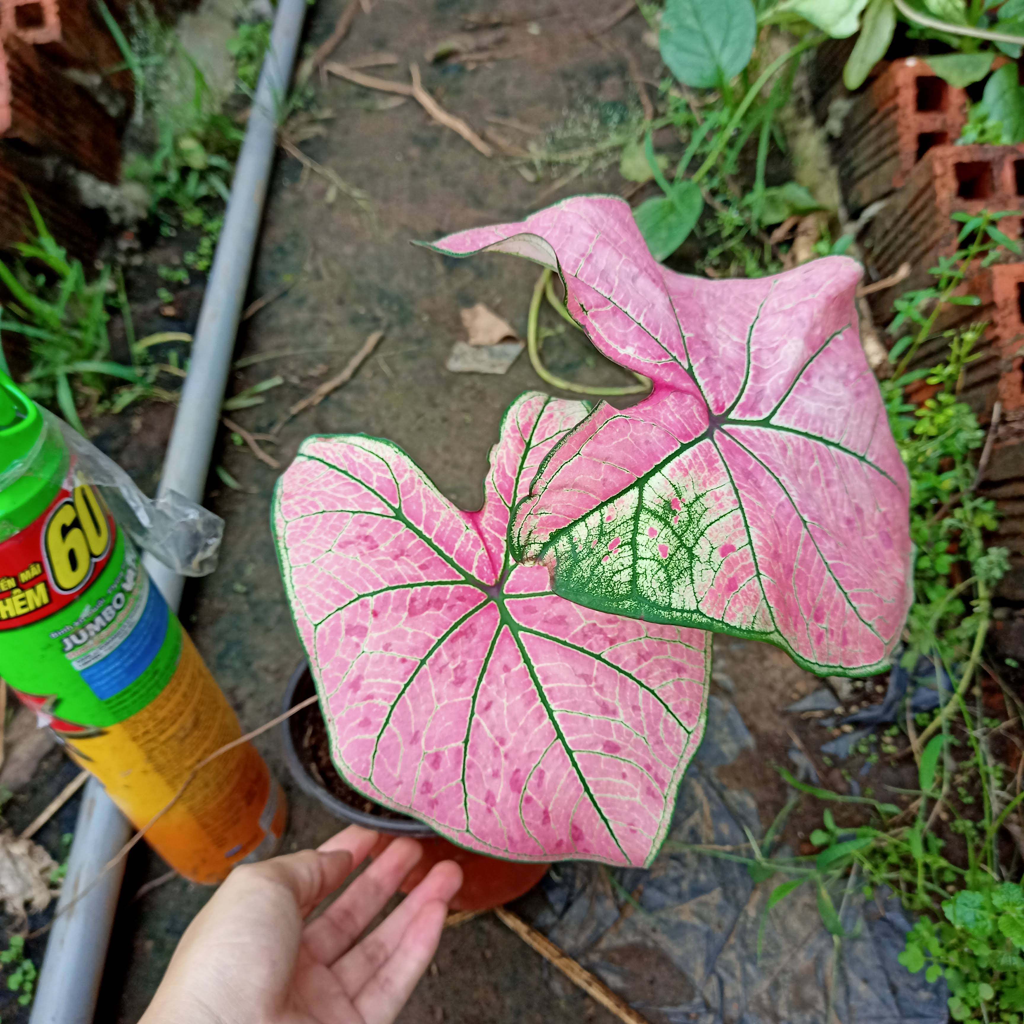 Chậu cây môn dâu lá to- Strawberry Star Caladium