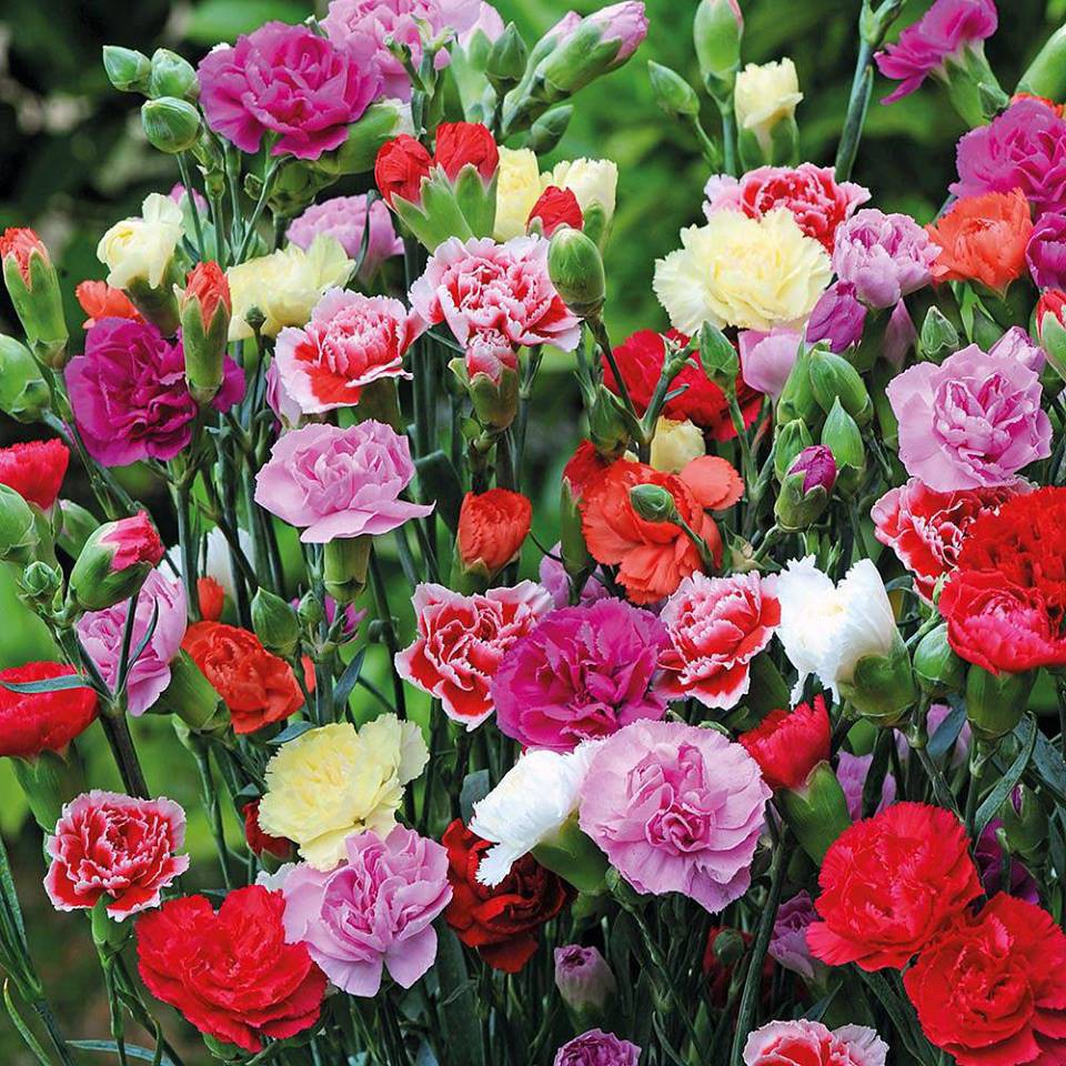 Carnations flower seed