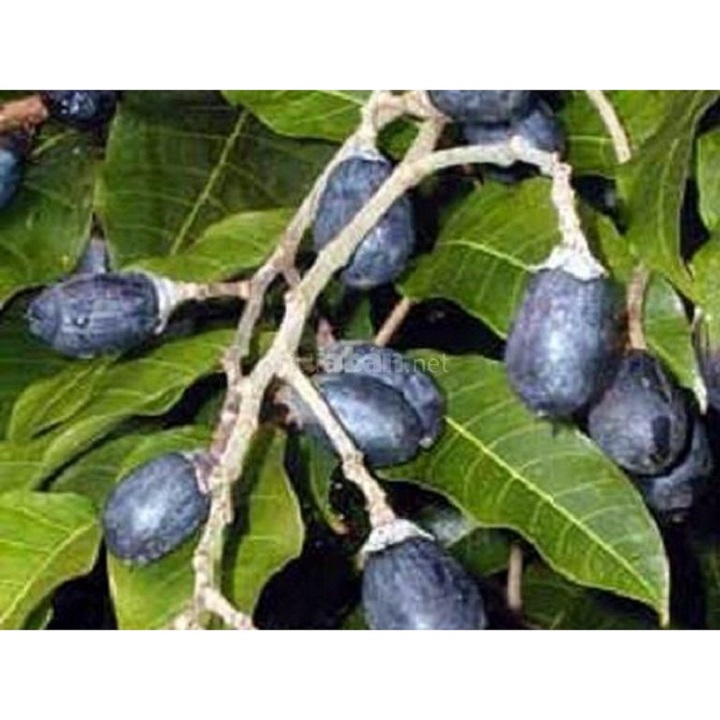 cây giống trám đen nếp siêu quả