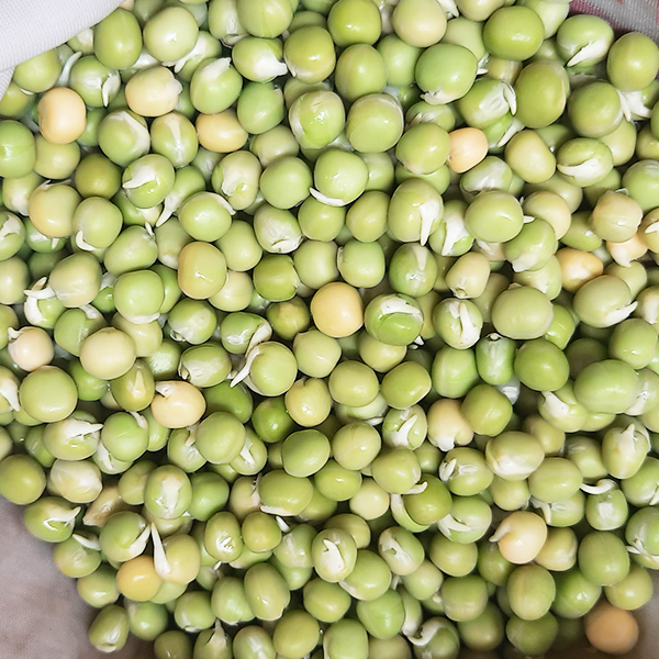 Đậu Hà Lan siêu nảy mầm túi 1 kg