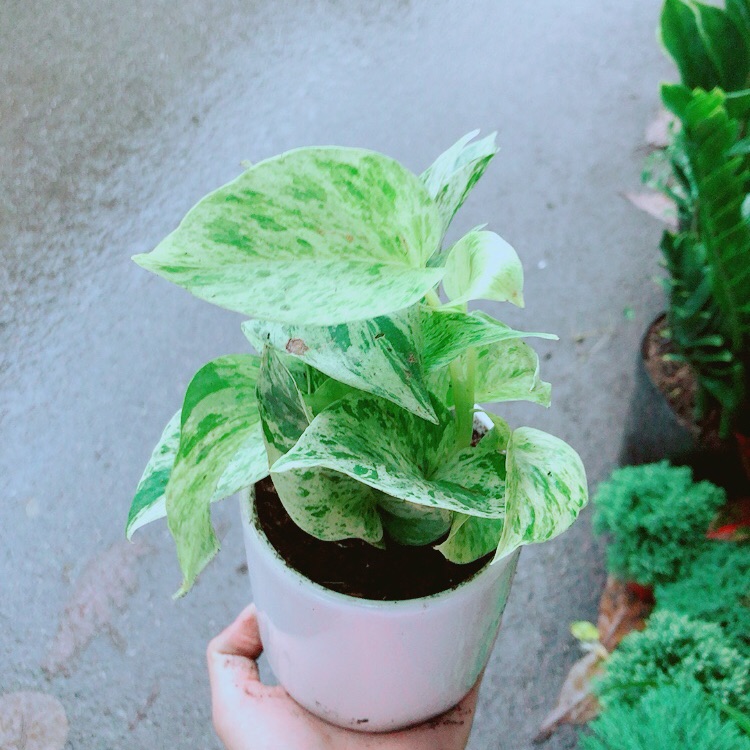 Chậu trầu bà sữa