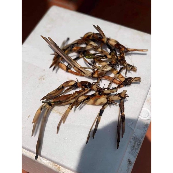 Củ sen giống MiNi Nhật siêu nụ( Cung đình hồng, trắng kép,vàng chanh)