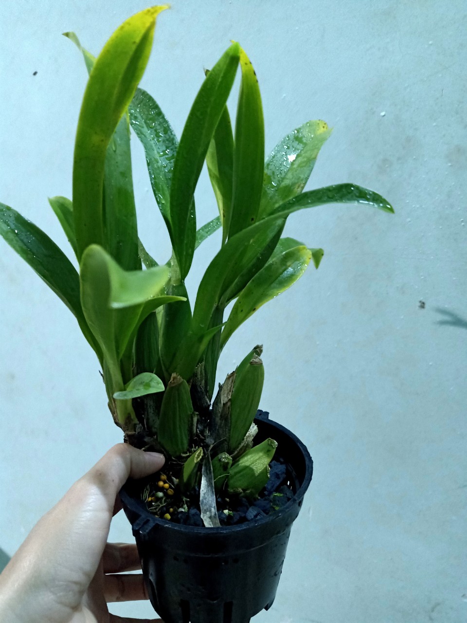 VŨ NỮ NHỆN XANH - chậu trưởng thành