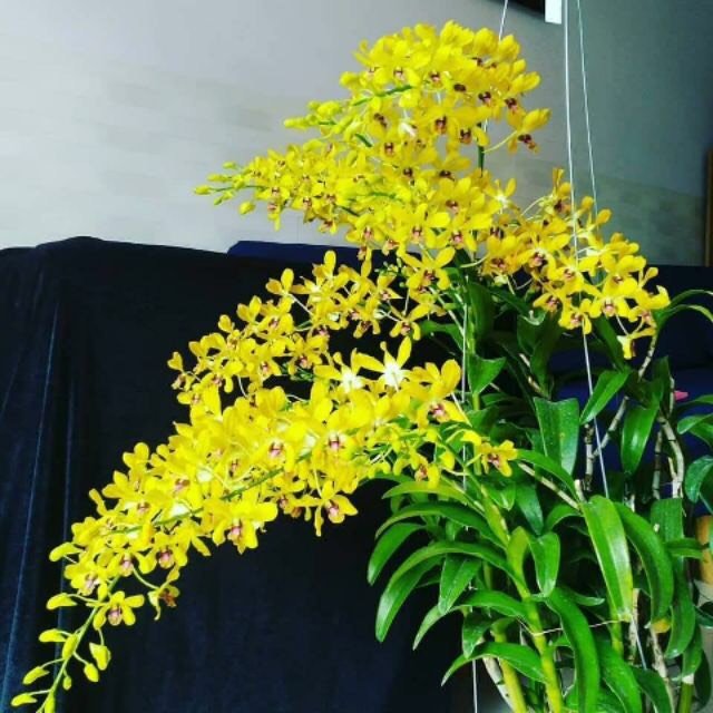 hoa lan pensuda xưa