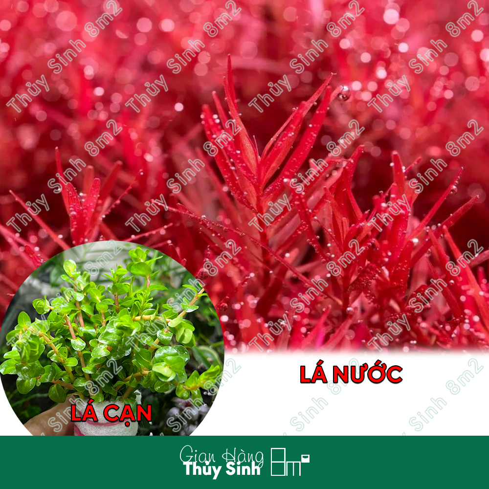 Cây vảy ốc siêu đỏ | cây thủy sinh trung cảnh, cắt cắm | 8m2