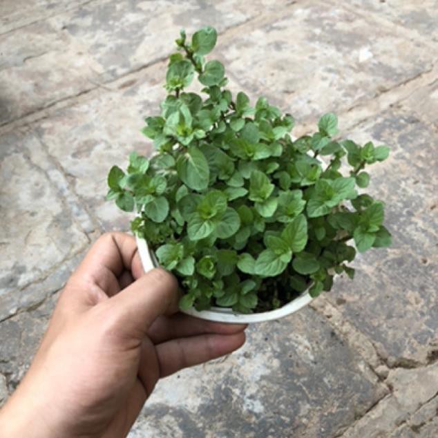[FREESHIP - Xả Khô Máu] Cây Bạc Hà Chocolate Mint