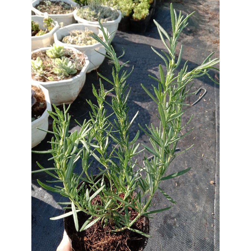 Cây Hương Thảo - Rosemary, cây hương liệu, gia vị Âu