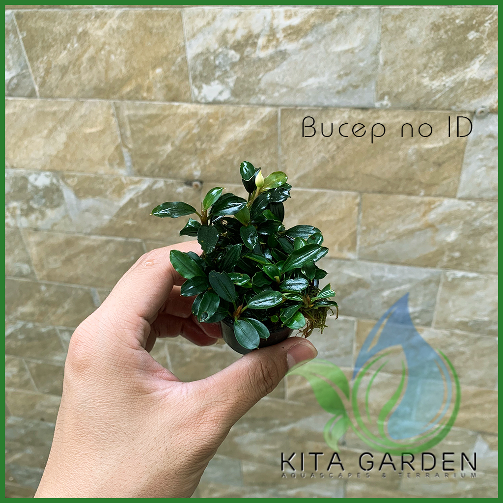 Bucep Tím | Bucephalandra TM | Cây Thủy Sinh Giá Thể