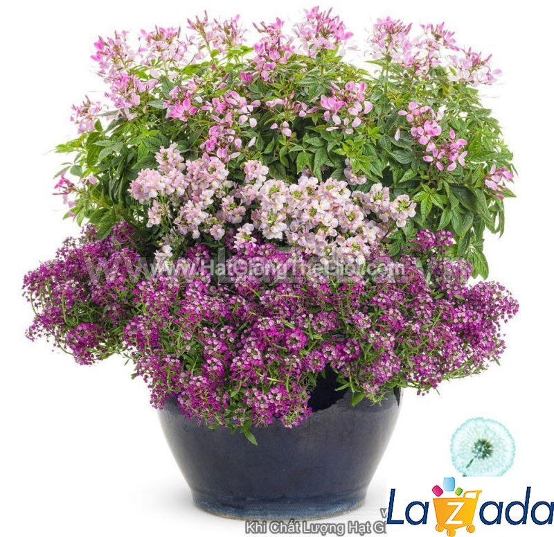 100h Hạt Giống Hoa Ngàn Sao Mix Màu (C4.103| -KD: B20*V42*M239)