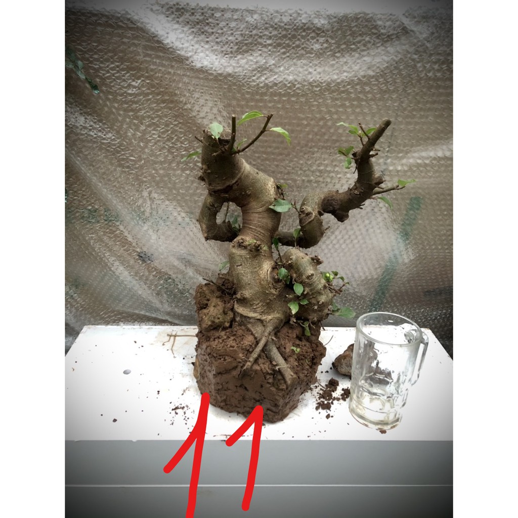 Cây sung bonsai phôi (ảnh thật) đánh số 1-20.