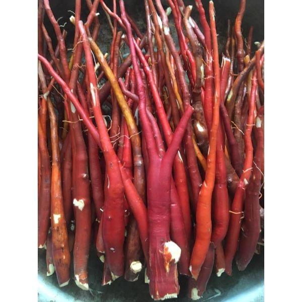 Sâm Cau Đỏ Tươi 1kg