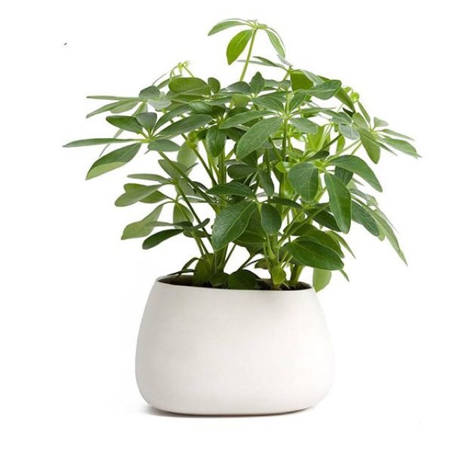 Cây Ngũ Gia Bì Để Bàn Cả Chậu Sứ